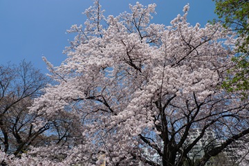 新宿御苑その7