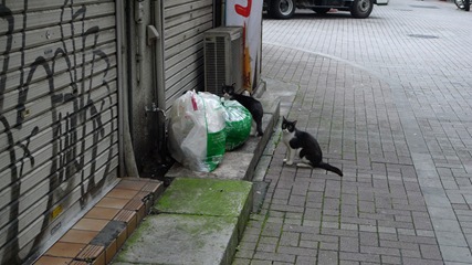 ねこ