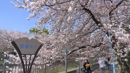 善福寺川緑地4