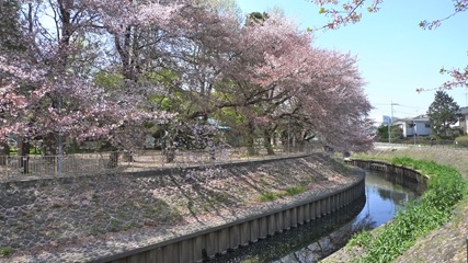 善福寺川緑地1