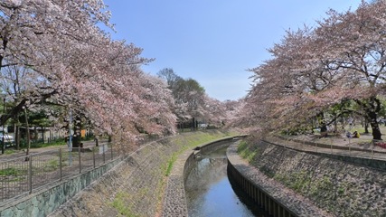 善福寺川緑地2