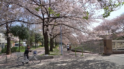 善福寺川緑地3