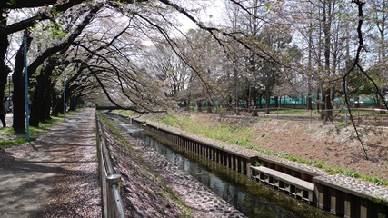 善福寺川緑地5