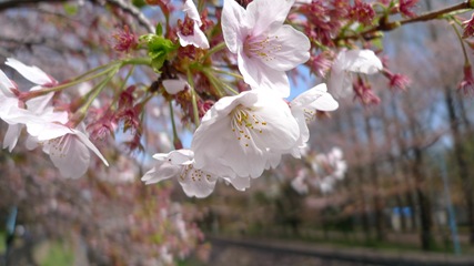 善福寺川緑地9