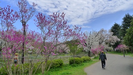 善福寺川緑地8