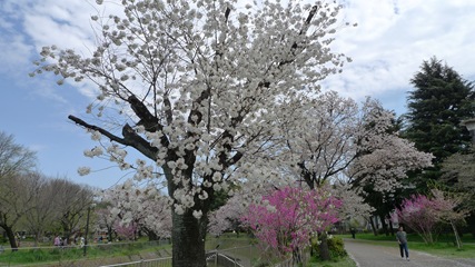 善福寺川緑地7