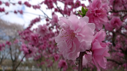 善福寺川緑地10