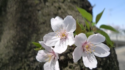 去年の桜