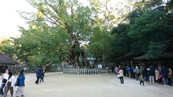 大山祇神社の楠