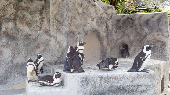 ケープペンギン